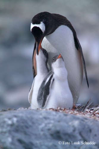 pinguin5