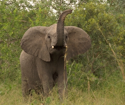 za-olifant